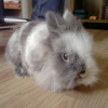 Photo de Chewbacca