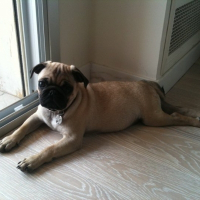 Photo de profil de Elvis