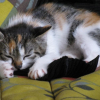 Photo de Pistache
