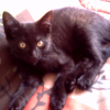 Photo de Bandit