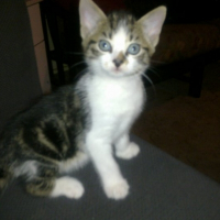 Photo de profil de Neeko