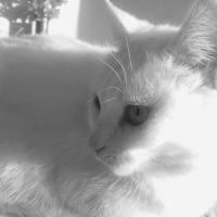 Photo de profil de Plume