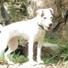 Photo de Eden, Parson Russell Terrier