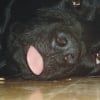 Photo de Erwin, Berger Allemand