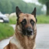 Photo de Dayan ter masdjano
