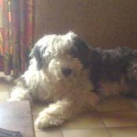 Photo de profil de Yankee