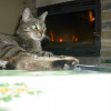 Photo de Minou