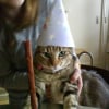 Photo de Tigresse