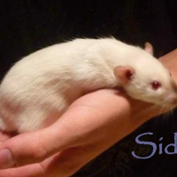 Photo de profil de Sidka