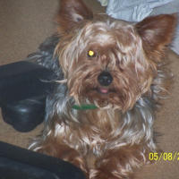Photo de profil de Bandit