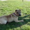 Photo de Delia, Shar-Pei