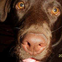 Photo de profil de Havane