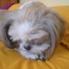 Photo de Kiki, Shih Tzu