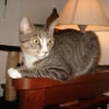 Photo de Figaro