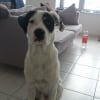Photo de Tyson