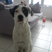 Photo de profil de Tyson