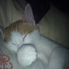 Photo de Caramel