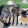 Photo de Tigrou