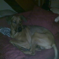 Photo de profil de Spike