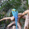 Photo de Coco
