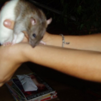 Photo de profil de Caya