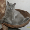 Photo de Etoile, British Shorthair