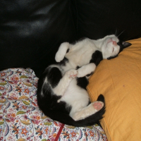 Photo de profil de Lucky