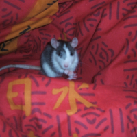 Photo de profil de Paillette