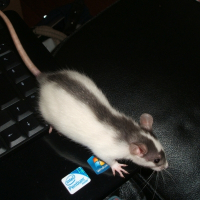 Photo de profil de Pouik