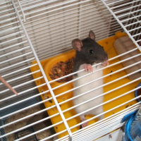 Photo de profil de Cookie