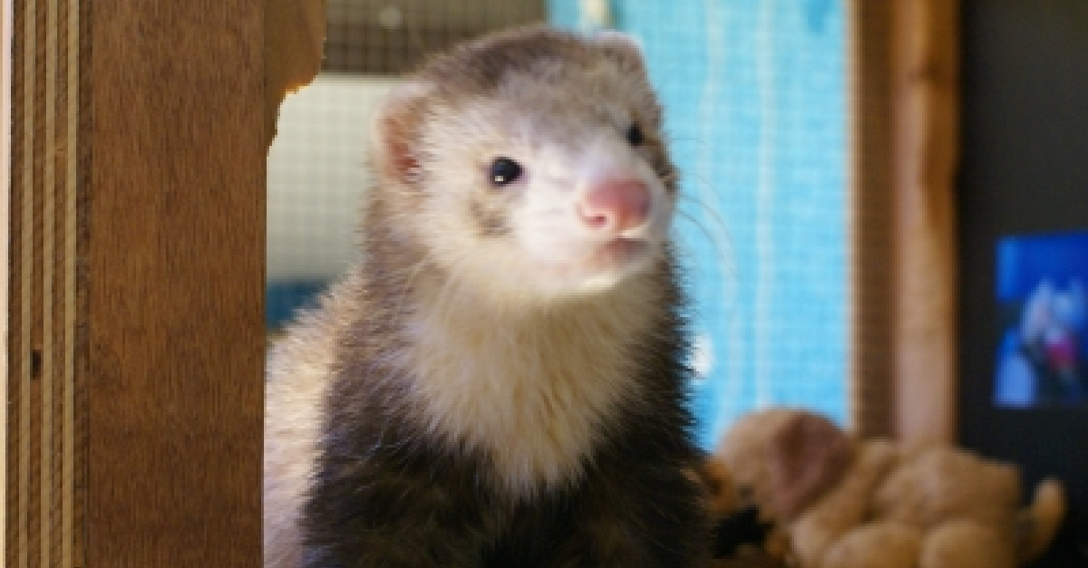 Profil de Pongo - Woopets
