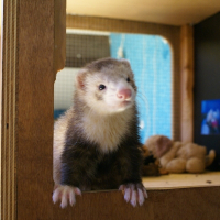 Photo de profil de Pongo