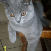 Photo de profil de Felix