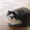 Photo de Pollux