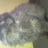 Photo de Flamme, Persan
