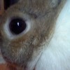 Photo de Lilas