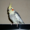 Photo de Coco