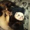 Photo de Timon