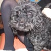 Photo de Nicko, Caniche