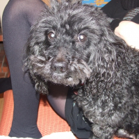 Photo de profil de Nicko