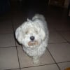Photo de Oscar, Bichon Bolonais