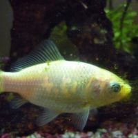 Photo de profil de Sashimi