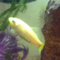Photo de profil de Sushi