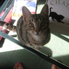 Photo de Biscotte