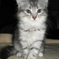 Photo de profil de Fiona