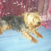 Photo de Fripon
