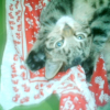 Photo de Diego
