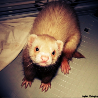 Photo de profil de Draco