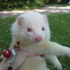 Photo de Mylki, Furet