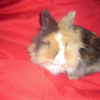 Photo de Prince